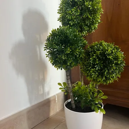 Bed & Breakfast Viale Roma - Roomexperience *